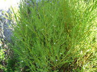 Olax stricta