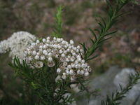 Ozothamnus diosmifolius flower head with some seeding