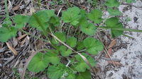 Pelargonium australe plant shape