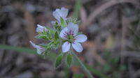 Pelargonium australe flower