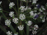 Poranthera ericifolia flowers and fruit