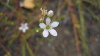 Samolus repens - Creeping Brookweed