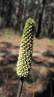 Xanthorrhoea minor bud