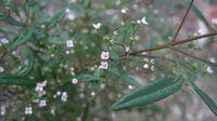 Zieria smithii flowers