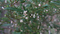 Zieria smithii flowers