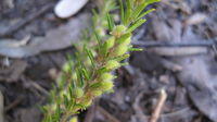 Aotus ericoides fruit