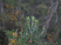 Aotus ericoides leaves - compact form