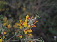 Aotus ericoides flowers - compact form