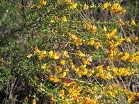 Aotus ericoides flowers - compact form