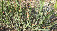 Bossiaea scolopendria plant shape