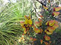 Bossiaea heterophylla (10)