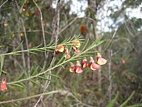Bossiaea heterophylla (8)