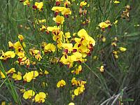 Bossiaea heterophylla (9)
