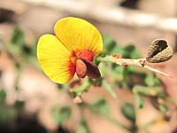 Bossiaea obcordata (2)