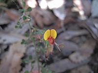 Bossiaea obcordata (5)