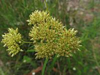 Cassinia aureonitens