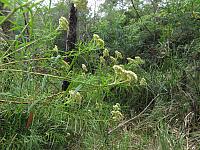 Cassinia aureonitens (4)
