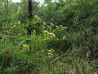 Cassinia aureonitens (5)