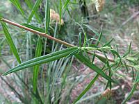 Cassinia aureonitens (6)