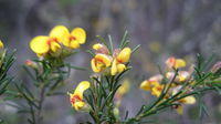 Dillwynia glaberrima flowers