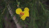 Dillwynia glaberrima flower