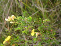 Dillwynia retorta ssp peduncularis short twisting leaves