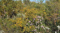 Dillwynia retorta ssp retorta massed display