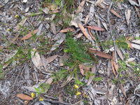 Gompholobium pinnata plant shape
