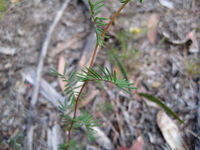 Gompholobium pinnata leaves
