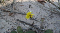 Goodenia fordiana flower