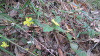 Hibbertia dentata scrambling