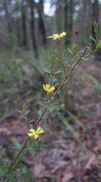 Hibbertia empetrifolia flowering branch