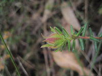 Hibbertia riparia bud