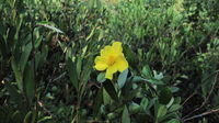 Hibbertia scandens flower