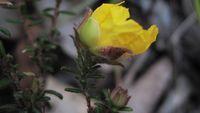 Hibbertia serpyllifolia