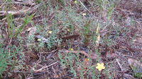 Hypericum gramineum