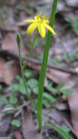 Hypoxis hygrometrica bud and flower