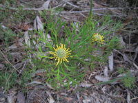 Isopogon anemonifolius small plant