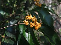 Morinda jasminoides
