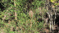 Petrophile pulchella egg shaped cone