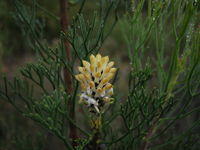 Petrophile pulchella flower
