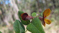 Platylobium formosum bud and flower