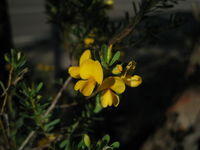Pultenaea flexilis flowers