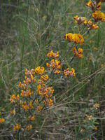 Pultenaea palacea plant shape