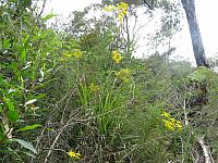 Senecio linearifolius (15)