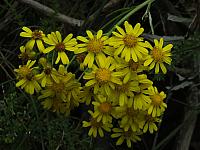 Senecio linearifolius (17)
