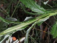 Senecio linearifolius (8)