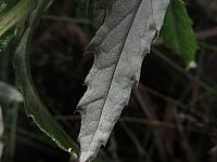 Senecio linearifolius (9)