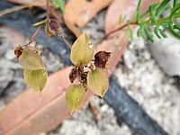 Velleia lyrata (1)