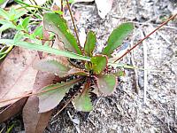 Velleia lyrata (10)